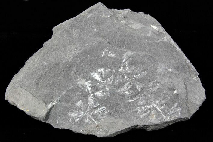 Wide Fossil Horsetail (Sphenophyllum) Plate - Pennsylvania #73158